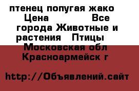 птенец попугая жако  › Цена ­ 60 000 - Все города Животные и растения » Птицы   . Московская обл.,Красноармейск г.